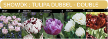 images/productimages/small/showdk.png