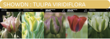 images/productimages/small/showdn.png