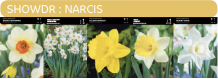 images/productimages/small/showdr.png