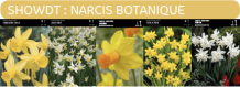 images/productimages/small/showdt.png