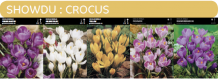 images/productimages/small/showdu-kopie.png