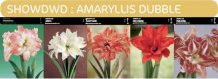 images/productimages/small/showdwd.png
