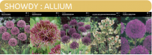 images/productimages/small/showdy.png