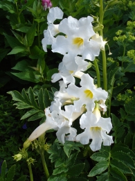 Incarvillea Snowtop
