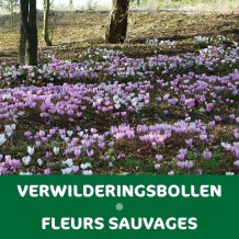 images/productimages/small/vulver.jpg
