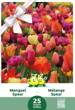 EMBALLAGE CADEAU MELANGE SPEAR 25 BULBES - kopie