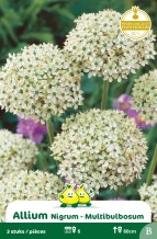 images/productimages/small/zn024w.jpg