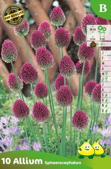 SACHET ALLIUM SPHAEROCOPHALUM B