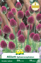 images/productimages/small/zn032w.jpg