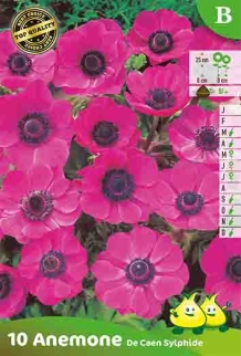 images/productimages/small/zn073.jpg