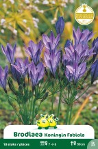 SACHET BRODIAEA KONINGIN FABIOLA
