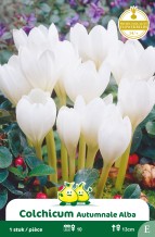 images/productimages/small/zn120w.jpg