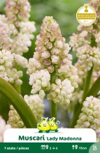 SACHET MUSCARI LADY MADONNA