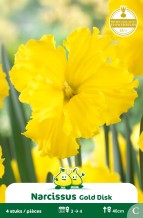 SACHET NARCIS GOLD DISK