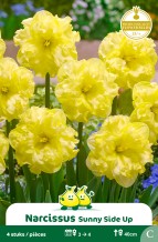 SACHET NARCIS SUNNY SIDE UP