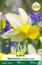 SACHET BOTANIQUE NARCIS  MOTHER DUCK