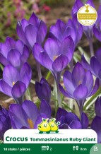 images/productimages/small/zn153w.jpg