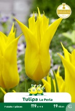 images/productimages/small/zn1562.jpg