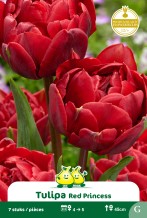 images/productimages/small/zn1570.jpg
