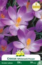 images/productimages/small/zn157w.jpg