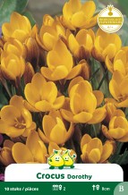 ZAKJES BOTANISCHE CROCUSSEN DOROTHY