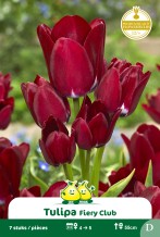 images/productimages/small/zn1594.jpg