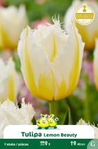 SACHET TULIPES FRISEE  LEMON BEAUTY