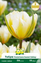 SACHET FOSTERIANA SWEET VALLEY