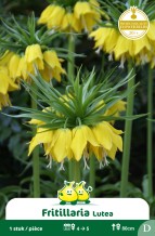 images/productimages/small/zn201w.jpg