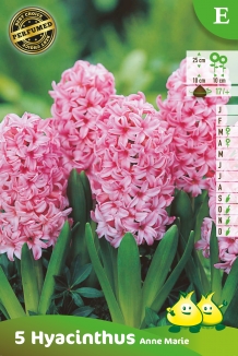images/productimages/small/zn245.jpg