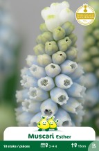 images/productimages/small/zn313w.jpg
