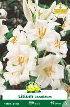 images/productimages/small/zn320w.jpg
