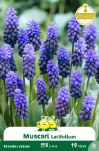 images/productimages/small/zn330w.jpg