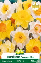 SACHET NARCIS MÃ‰LANGE - MIX