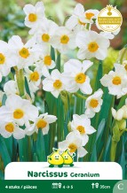 images/productimages/small/zn387w.jpg