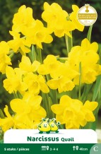 ZAKJES BOTANISCHE NARCISSEN QUAIL C
