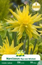 SACHET BOTANIQUE NARCIS  RIP VAN WINKEL C