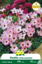 images/productimages/small/zn455w.jpg