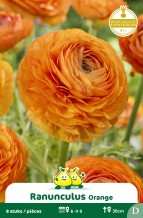 SACHET RANONCULUS ORANGE