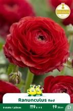 SACHET RANONCULUS ROUGE