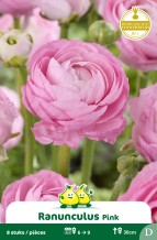 SACHET RANONCULUS ROSE