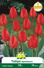 SACHET DARWIN HYBRIDE APELDOORN D