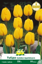 SACHET DARWIN HYBRIDE GOLDEN APELDOORN D