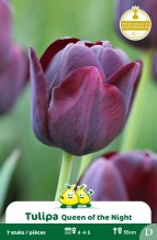 images/productimages/small/zn535w.jpg