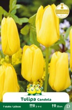 images/productimages/small/zn590w.jpg