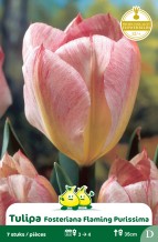 SACHET FOSTERIANA FLAMING PURISSIMA