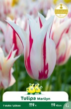 images/productimages/small/zn670w.jpg