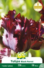 images/productimages/small/zn735w.jpg