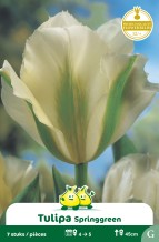 SACHET VIRIDIFLORA SPRINGGREEN G