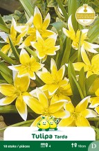 images/productimages/small/zn773w.jpg